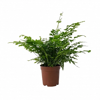 Птерис Виктория / Pteris ensiformis var. victoriae