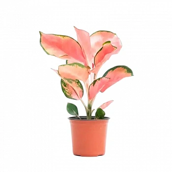 Аглаонема Pink Anyamanee в горшке