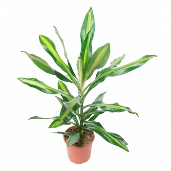 Драцена fragrans Cintho