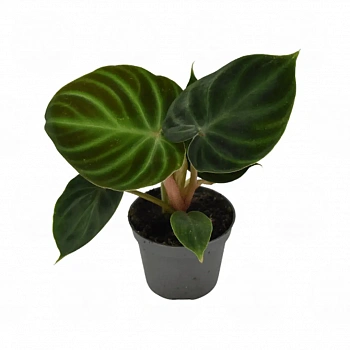 Филодендрон verrucosum