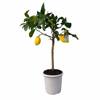 Лимон Аранчио / Lemon Arancio — цитрусовое растение, фото
