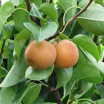 Азиатская груша Нэши / Asian pear Nashi