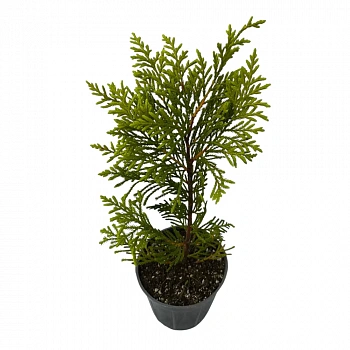 Кипарис Лейланда Голд Райдер / Cupressus Leylandii Gold Rider