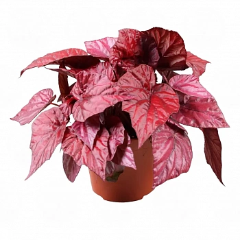 Бегония BELEAF INCA NIGHT