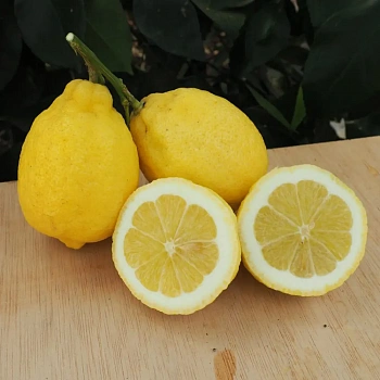 Лимон Биньетт / Lemon Bignette — цитрусовое растение, фото
