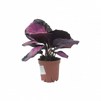 Калатея Розеопикта / Calathea Roseopicta