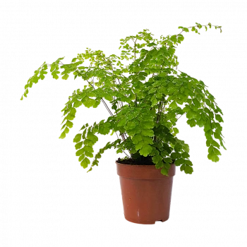 Адиантум радианум Fragrans / "Венерин волос"/Adiantum raddianum Fragrans