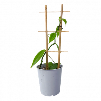 Ваниль плосколистная (орхидея)/ Vanilla planifolia