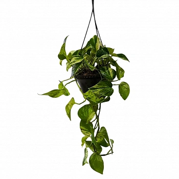 Эпипремнум pinnatum "Marble Queen" подвес.