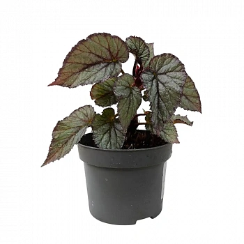 Бегония "Beleaf Arctic Breeze"