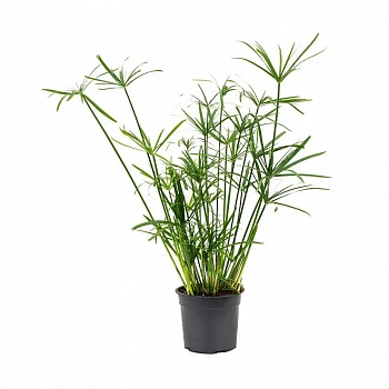 Циперус alternifolius