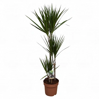 Драцена "Маргината" / Dracaena marginata