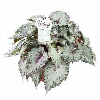 Бегония BELEAF ASIAN TUNDRA