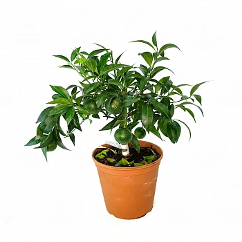 Мандарин Клемендор / Mandarin Clemendor — цитрусовое растение, фото
