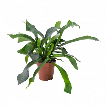 Платицериум бифуркатум / Platycerium Bifurcatum