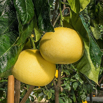 Помело Као Пан / Pomelo Kao Pan — цитрусовое растение, фото
