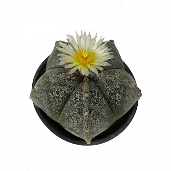 Астрофитум / Astrophytum Ornatum