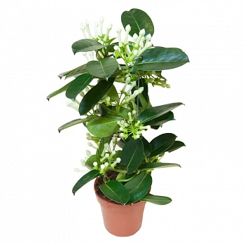 Стефонотис Флорибунда / Stephanotis Floribunda