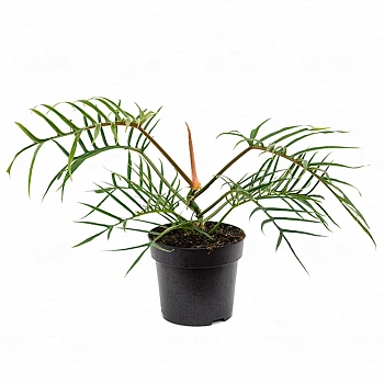 Филодендрон polypodioides
