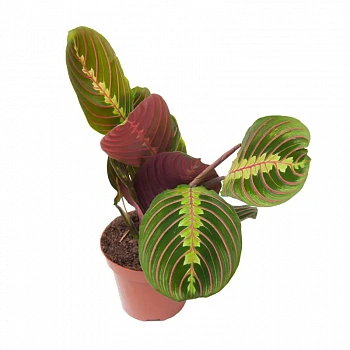 Маранта Фасцинатор Триколор / Maranta leuconeura Fascinator Tricolor