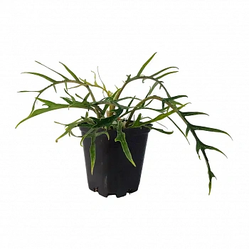 Филодендрон стоповидный / Philodendron pedatum