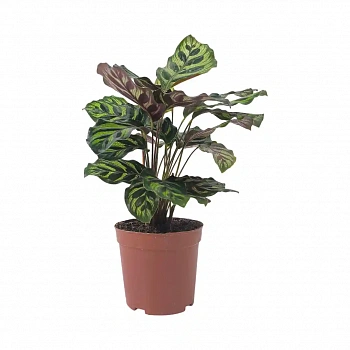 Калатея Макояна/ Calathea Makoyana