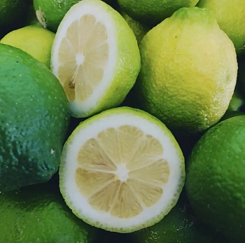 Лимон Верделло / Lemon Verdello — цитрусовое растение, фото
