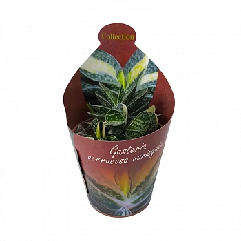 Гастерия Веррукоза Вариегата / Gasteria Verrucosa Variegata Potcover