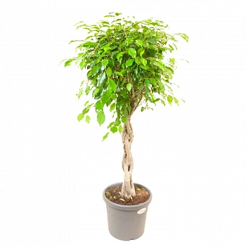 Фикус benjamina 'Exotica' twisted stem