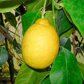 Лимон Новогрузинский / Lemon Novogruzinsky — цитрусовое растение, фото
