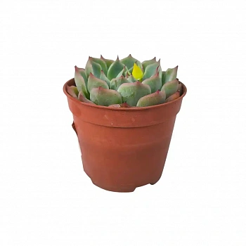 Эхеверия Лау / Echeveria laui