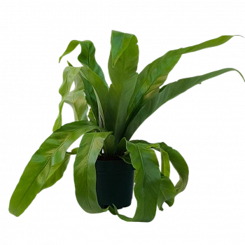 Асплениум Нидус/ Asplenium nidus