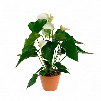 Антуриум Фламинго Вайт / Anthurium Flamingo White