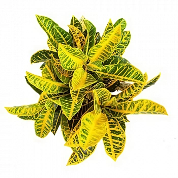 Кодиеум "Yellow Petra" variegatum
