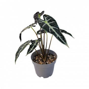 Алоказия Бамбино / Alocasia Bambino/Arrow