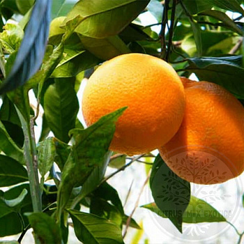Апельсин Биондо Тардиво / Orange Biondo Tardivo — цитрусовое растение, фото
