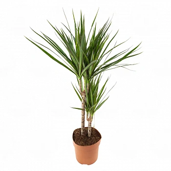 Драцена Маргината / Dracaena Marginata