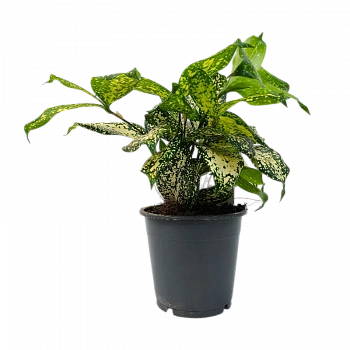 Драцена Суркулоза Майк / Dracaena surculosa Mike