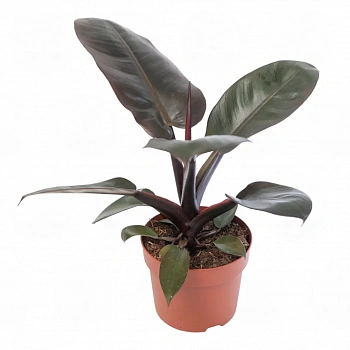 Филодендрон Блэк Кардинал / Philodendron Black Cardinal