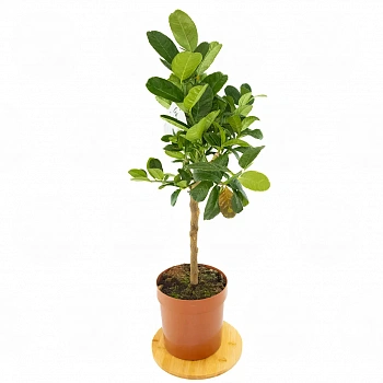 Цитрон Диаманте / Citrus medica Diamante — цитрусовое растение, фото
