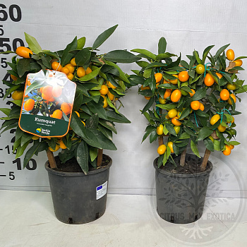 Кумкват / Kumquat — цитрусовое растение, фото
