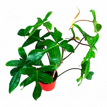 Филодендрон стоповидный / Philodendron pedatum