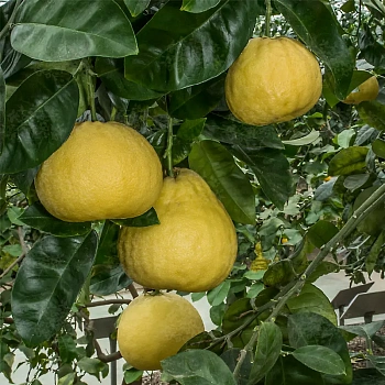 Помело Россо ди Сарзана / Pomelo Rosso di Sarzana — цитрусовое растение, фото
