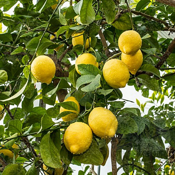 Лимон Круглый 4 сезона / Lemon tondo quattro stagioni — цитрусовое растение, фото
