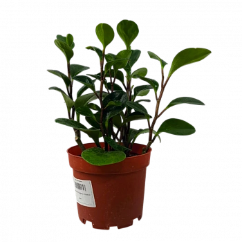 Пеперомия обтусифолия / Peperomia Obtusifolia