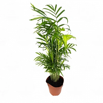 Хамедорея Элеганс / Chamaedorea Elegans