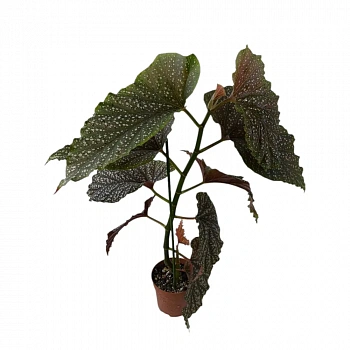 Бегония maculata "Raddi"