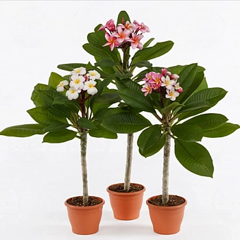 Плюмерия красная гавайская микс / Plumeria rubra Hawaiian GEM