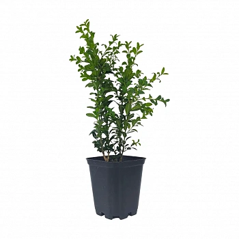 Самшит / Buxus